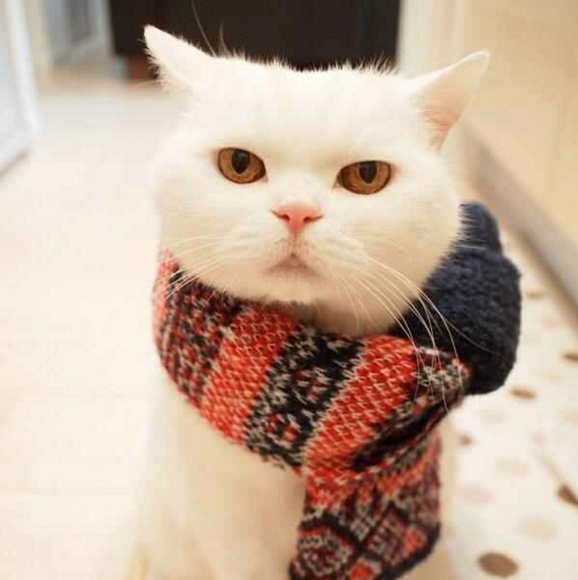 Meet your Posher, Kristi - Picture 2 of 2